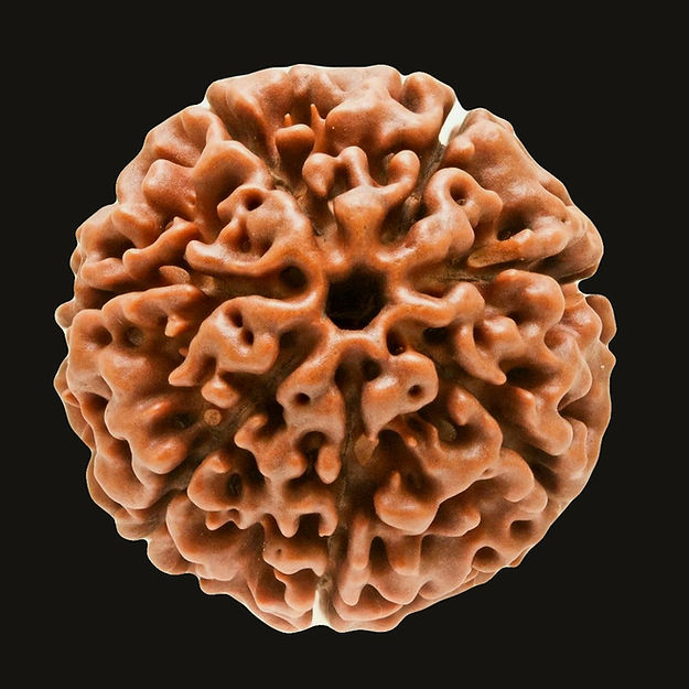 7 Mukhi Nepali Rudraksh (original)