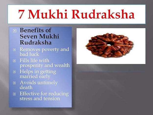 7 Mukhi Nepali Rudraksh  (original)