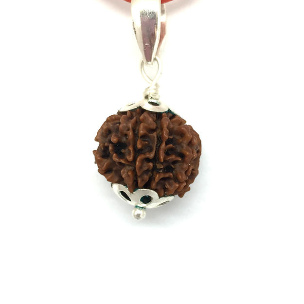 7 Mukhi Nepali Rudraksh  (original)