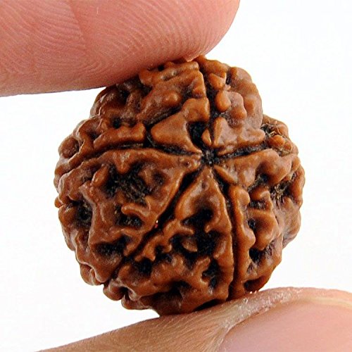 5 Mukhi Rudraksha